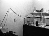 UCR-230-037-xx_July_1969-Home_Distillation.jpg