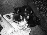 UCR-239a-042-xx_October_1969-Kittens.jpg